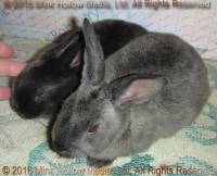 Steel agouti and normal sable