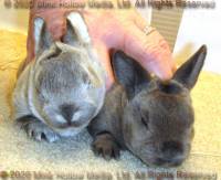 DCD Steel and regular sable agouti. 2 weeks old