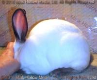 YDG1 (Cal buck) WeeCal X Lisa