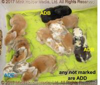 adb-add-ade-2017-04-17_17-24-00_wm.jpg
