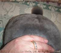 Redwood's Thor (blue) littermate to Venus