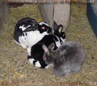 Psgetti, Pumkin, and Nano, 2011