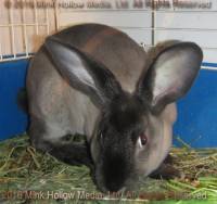 Zelda (steel sable agouti) Bart X Winter