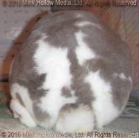 Yasmin (broken lynx) Wedgewood X Wilbur