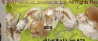 ada-ade-2017-04-17_17-25-54_wm.jpg